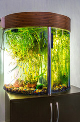 Beautiful semi-circular aquarium with tropical fish on a stand