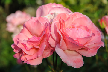 pink roses on garden. wonderful roses