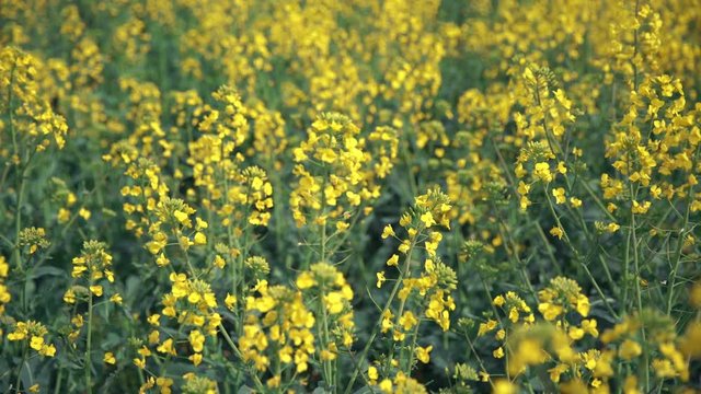 Yellow wildflowers, Flowering rapeseed field