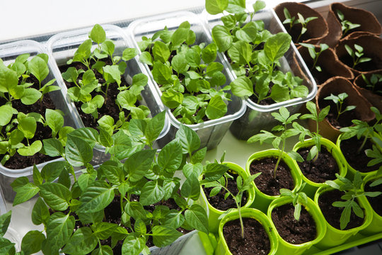 Seedling of vegetables