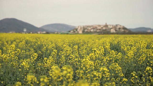 Yellow wildflowers, Flowering rapeseed field