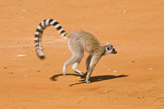 Ring-tailed Lemur (Lemur catta), Berenty Private Reserve, Madagascar