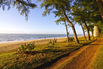 Artifical planted  tree line, Manakara, Madagascar