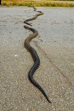 Dead pythons lying on a street, Manakara, Madagascar