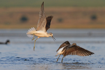 Fight two waders