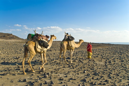 Afar tribeswoman with camels on her way home, near Lac Abbe, Republic of Djibouti