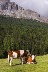 Fototapeta na wymiar Cows on a meadow in the Dolomites, Italy, Europe