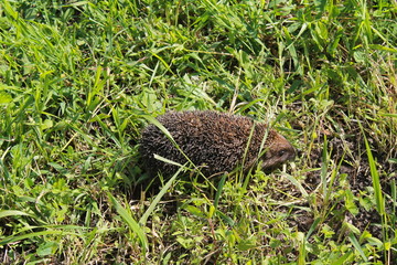 Hedgehog on the green grass 