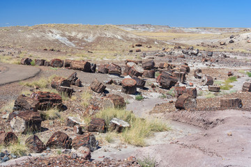 Petrified trunks and wood in Petrified Forest National Park, Arizona,  USA