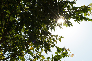 Sun shining through the trees