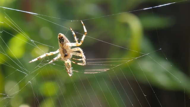 Spread spider web in nature shallow DOF 4K 2160p UltraHD footage - Cobweb weaved with spider moving on close-up 4K 3840X2160 30fps UHD video