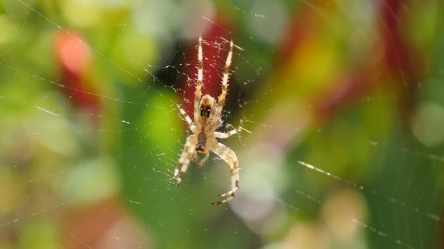 Spider on web in nature waiting for pray shallow DOF 4K 2160p UltraHD footage - Cobweb weaved with spider moving on close-up 4K 3840X2160 30fps UHD video
