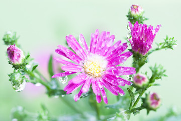 Beautiful closeup Purple flower Blur background. Soft focus.