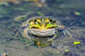 Frog in Pond
