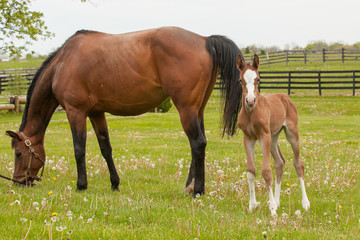 A bay mare grazing while her foal with a big white blaze and four white socks looks at the camera.