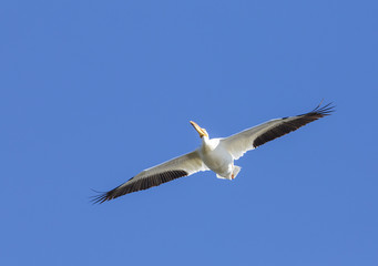 American White Pelican in flight - Wyoming
