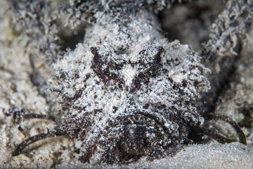 Venomous Spiny Devilfish Camouflaged in Indonesia