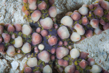 Detail of Warty Starfish in Tropical Pacific