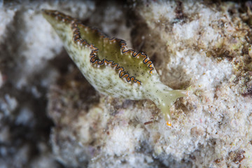 Ornate Leaf Slug on Reef in Tropical Pacific