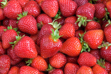 Fresh strawberry harvest, box of berries with stems
