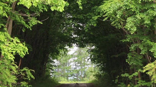 緑のトンネル