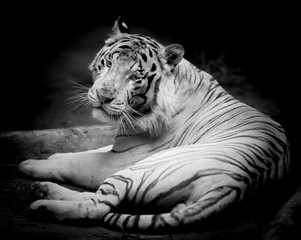White Tiger