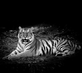 Black & White Tiger