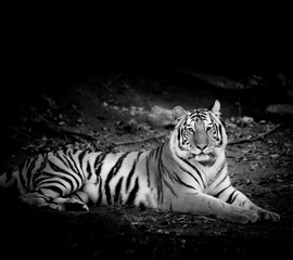 Obrazy na Plexi  Czarno-biały tygrys