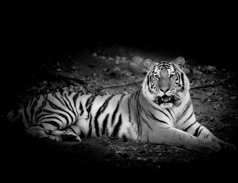 Black & White Tiger