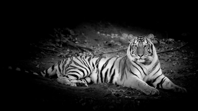 Black & White Tiger