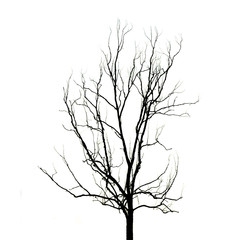 Obraz premium Dead Tree without Leaves