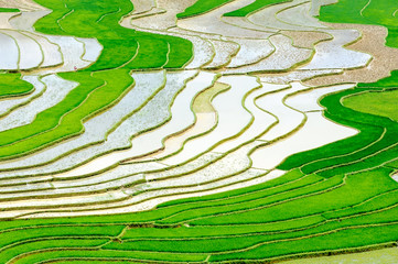 Terraced rice fields in Mu Cang Chai district of Yen Bai province, Vietnam.