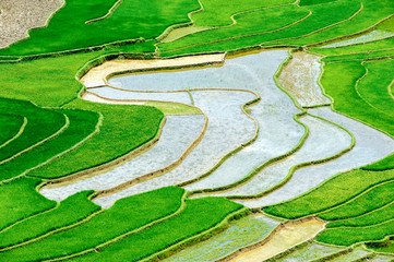 Obraz premium Terraced rice fields in Mu Cang Chai district of Yen Bai province, Vietnam.