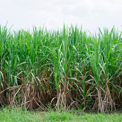 sugarcane plantation