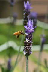 Fototapeta premium ラベンダーの蜜を吸うミツバチ クローズアップ