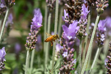 ラベンダーの蜜を吸うミツバチ　クローズアップ