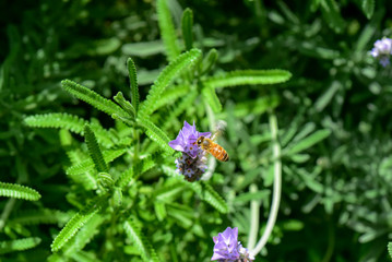 ラベンダーの蜜を吸うミツバチ　クローズアップ