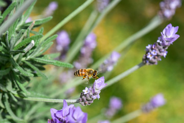 ラベンダーの蜜を吸うミツバチ　クローズアップ