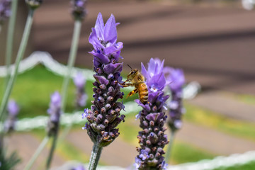 ラベンダーの蜜を吸うミツバチ　クローズアップ