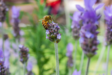 ラベンダーの蜜を吸うミツバチ　クローズアップ