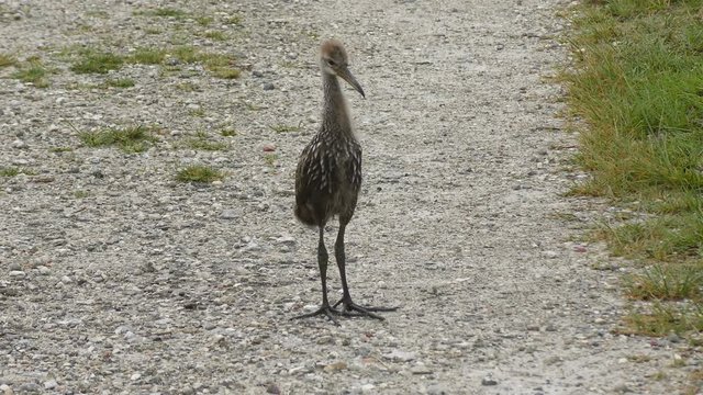 Baby Limpkin on a trail 