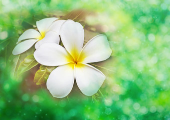 Obraz na płótnie Canvas Blossom white and yellow flower plumeria or frangipani put on green bokeh background