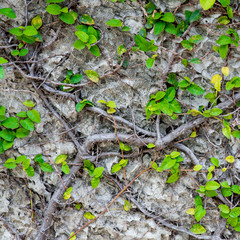 The Green Creeper Plant on wall