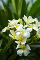 Obraz premium Beautiful Frangipani 