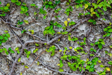 Fototapeta premium he Green Creeper Plant on wall