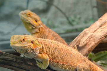 Central Bearded Dragon (Pogona vitticeps).