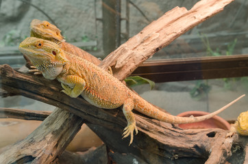 Central Bearded Dragon (Pogona vitticeps).