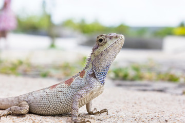 Closeup chameleon or tree lizard on the floor, wild chameleon in nature