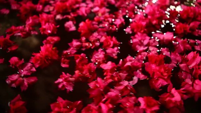 Micro shot of the Flower