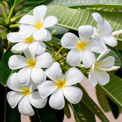 white and yellow frangipani flowers